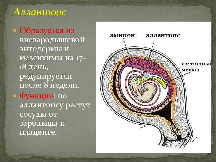 Аллантоис  Образуется из    амнион  аллантоис  внезародышевой  энтодермы