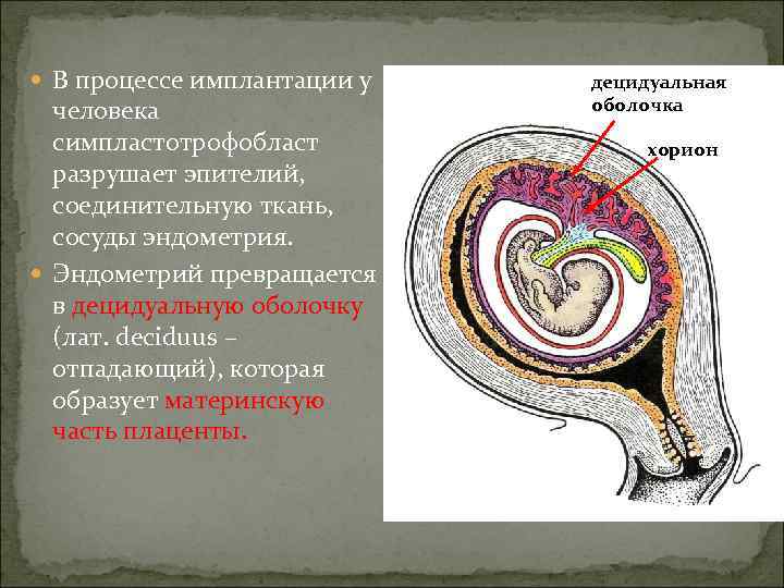  В процессе имплантации у  децидуальная  человека    оболочка 