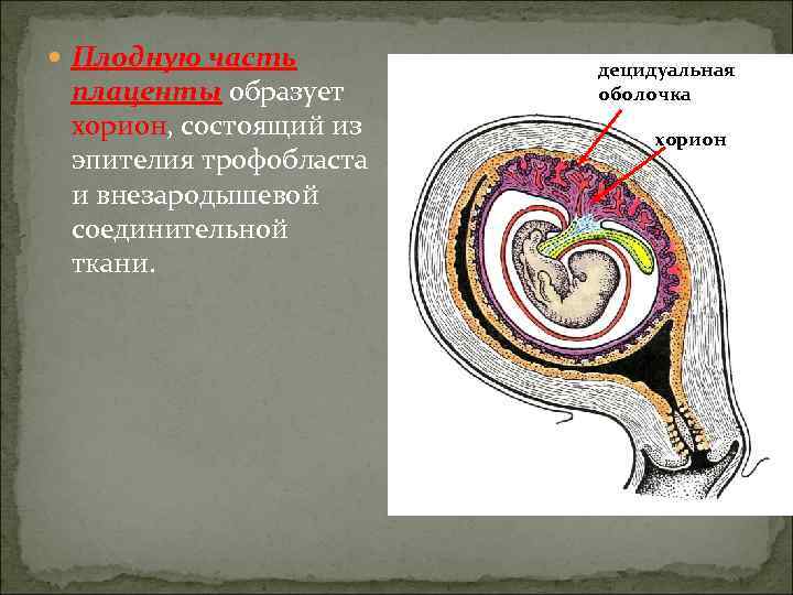  Плодную часть   децидуальная плаценты образует оболочка хорион, состоящий из  хорион
