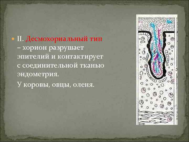  II. Десмохориальный тип – хорион разрушает эпителий и контактирует с соединительной тканью эндометрия.