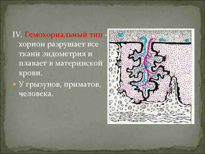 IV. Гемохориальный тип –  хорион разрушает все  ткани эндометрия и  плавает