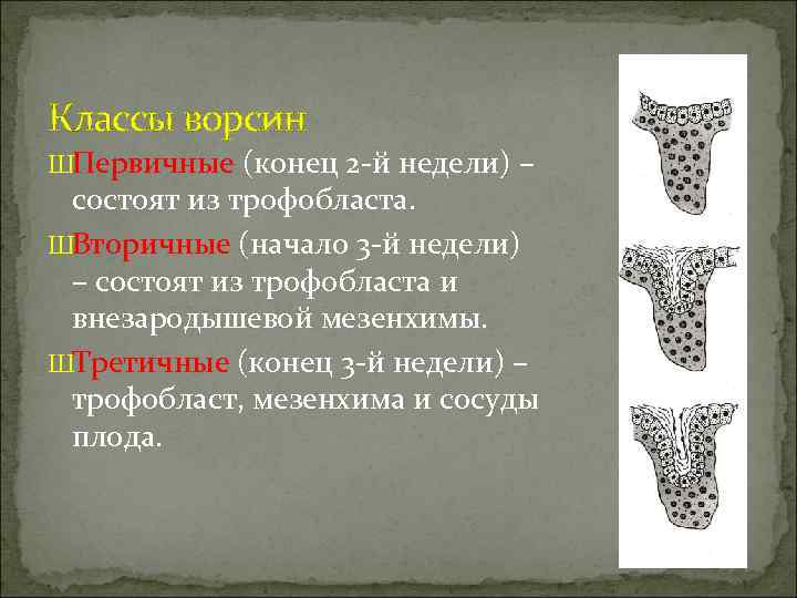 Классы ворсин ШПервичные (конец 2 -й недели) – состоят из трофобласта. ШВторичные (начало 3