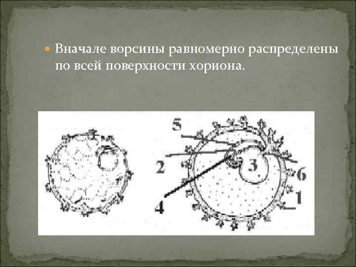  Вначале ворсины равномерно распределены по всей поверхности хориона. 