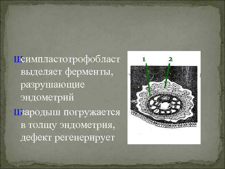 Шсимпластотрофобласт  1  2 выделяет ферменты,  разрушающие эндометрий Шзародыш погружается в толщу