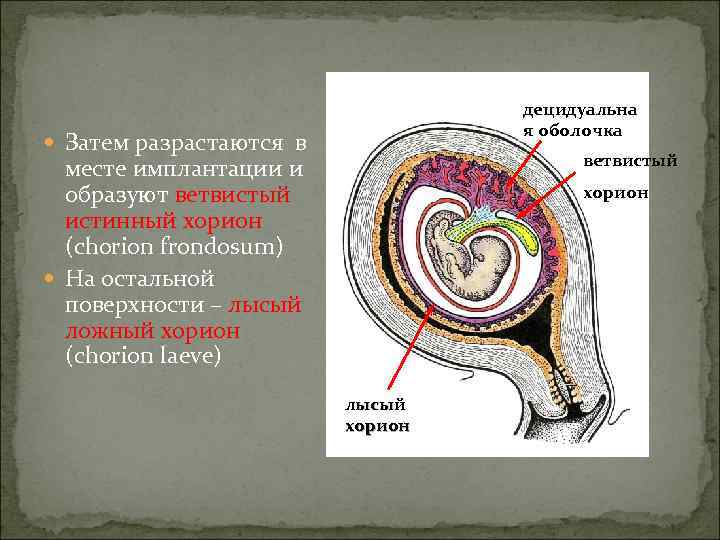        децидуальна      я