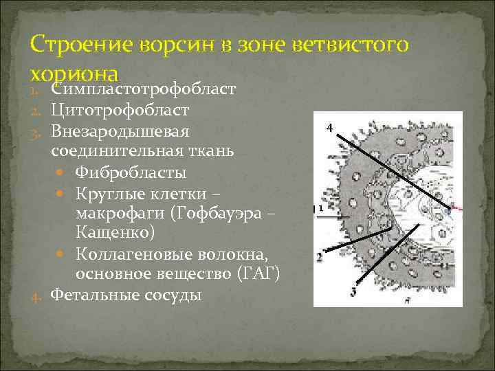 Строение ворсин в зоне ветвистого хориона 1. Симпластотрофобласт 2. Цитотрофобласт    