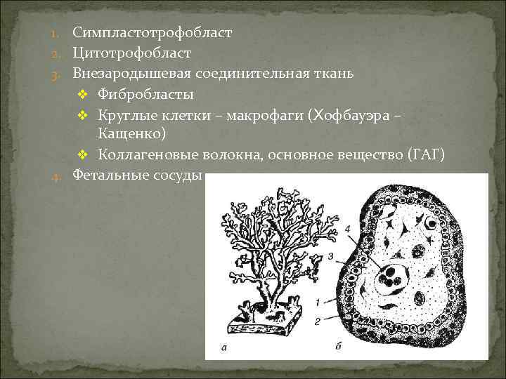 1. Симпластотрофобласт 2. Цитотрофобласт 3. Внезародышевая соединительная ткань  v Фибробласты  v Круглые