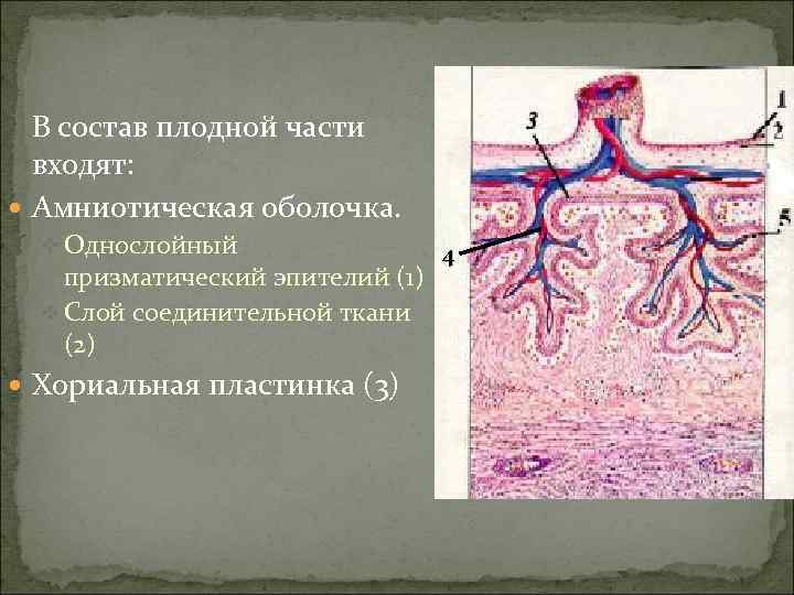  В состав плодной части  входят:  Амниотическая оболочка.  v Однослойный 