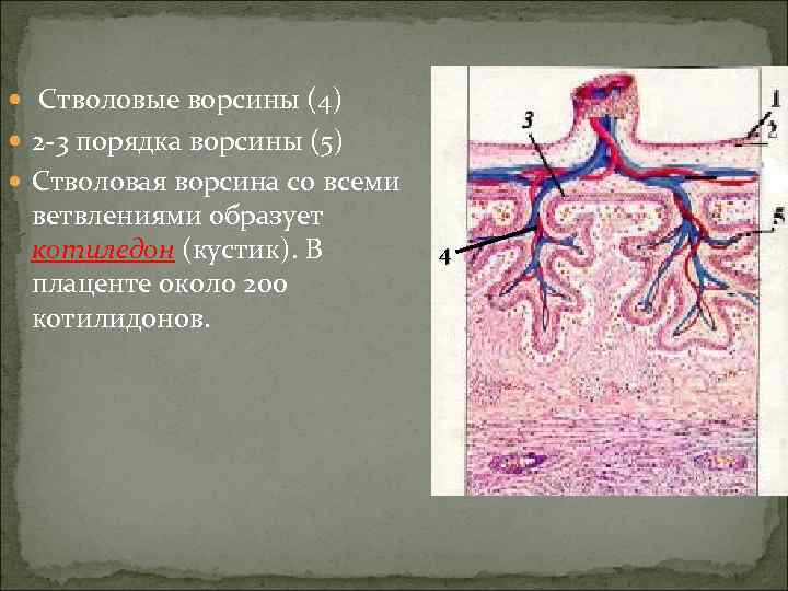  Стволовые ворсины (4)  2 -3 порядка ворсины (5)  Стволовая ворсина со