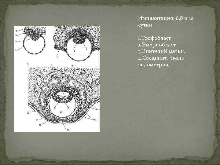 Имплантация: 6, 8 и 10 сутки 1. Трофобласт 2. Эмбриобласт 3. Эпителий матки. 4.