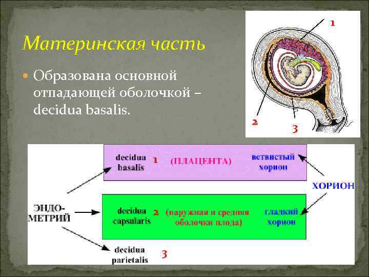        1 Материнская часть  Образована основной отпадающей