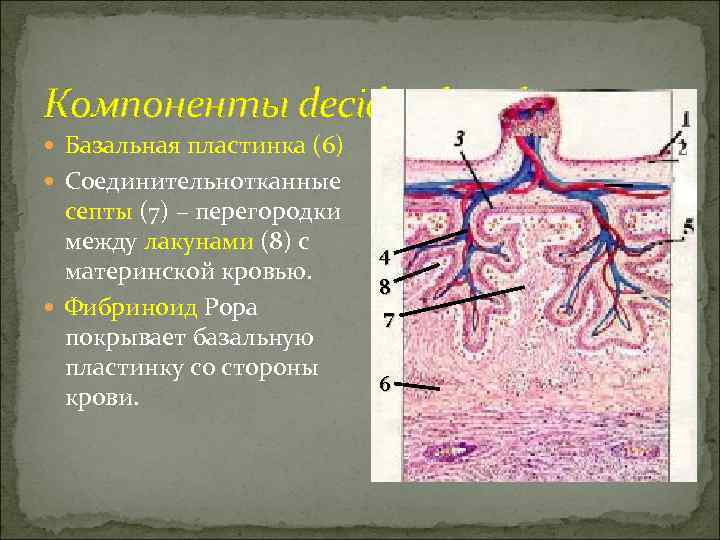 Компоненты decidua basalis  Базальная пластинка (6)  Соединительнотканные  септы (7) – перегородки