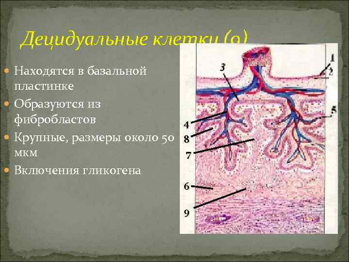  Децидуальные клетки (9)  Находятся в базальной  пластинке  Образуются из 