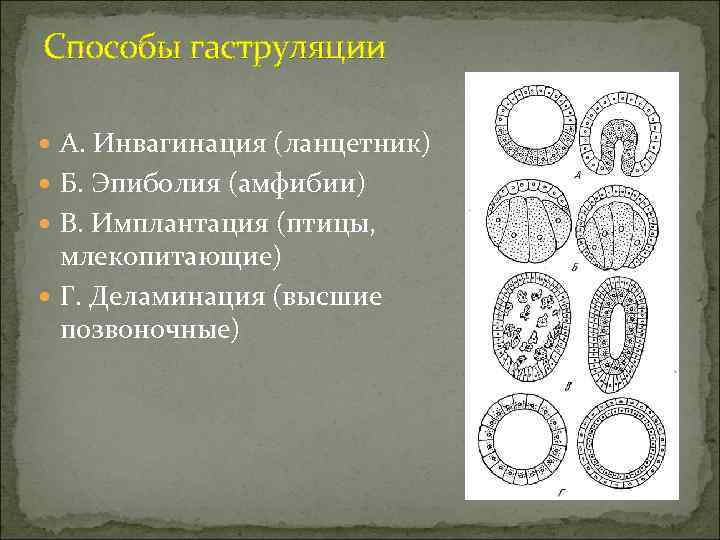Способы гаструляции  А. Инвагинация (ланцетник)  Б. Эпиболия (амфибии)  В. Имплантация (птицы,