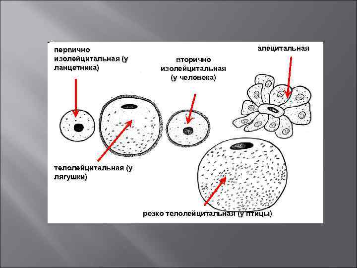 первично       алецитальная изолейцитальная (у  вторично ланцетника) 
