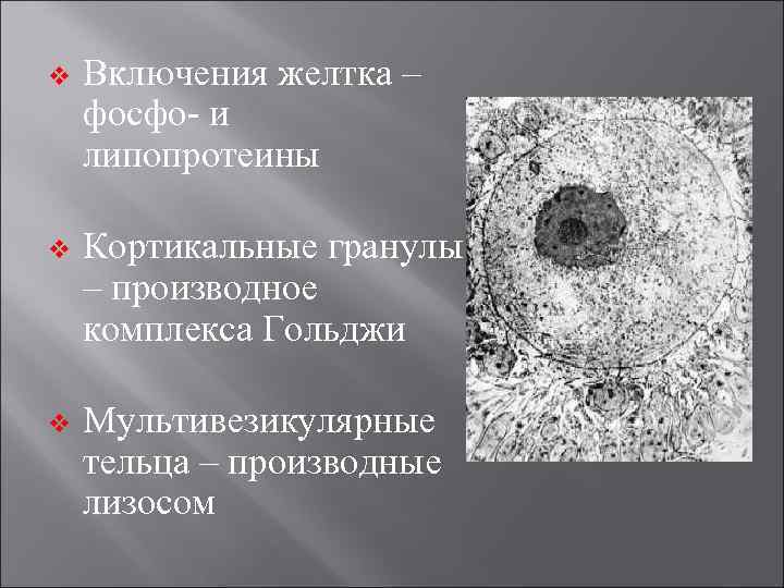 v  Включения желтка – фосфо- и липопротеины v  Кортикальные гранулы – производное