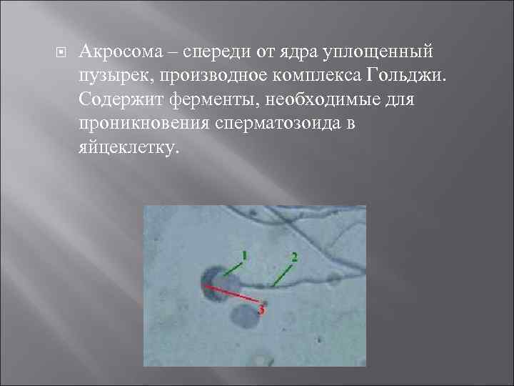   Акросома – спереди от ядра уплощенный пузырек, производное комплекса Гольджи. Содержит ферменты,