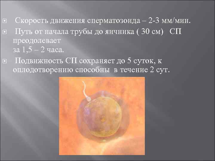  Скорость движения сперматозоида – 2 -3 мм/мин.  Путь от начала трубы до