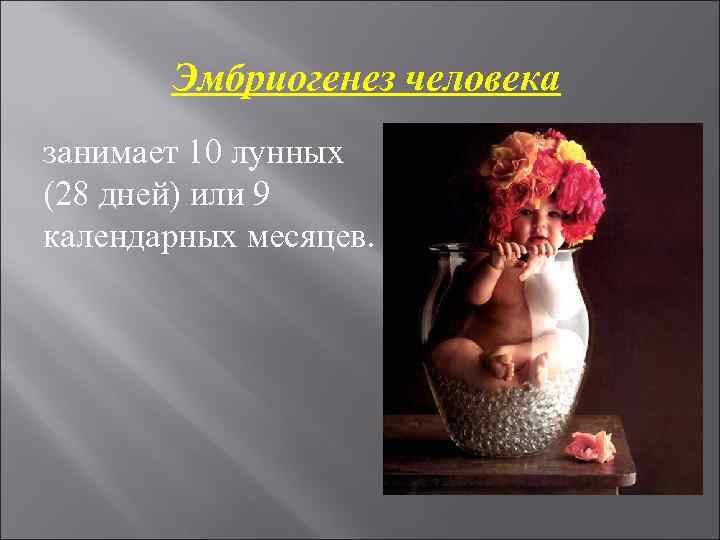   Эмбриогенез человека занимает 10 лунных (28 дней) или 9 календарных месяцев. 