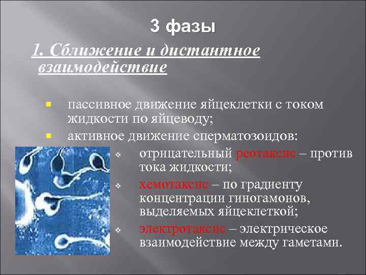    3 фазы 1. Сближение и дистантное взаимодействие  пассивное движение яйцеклетки