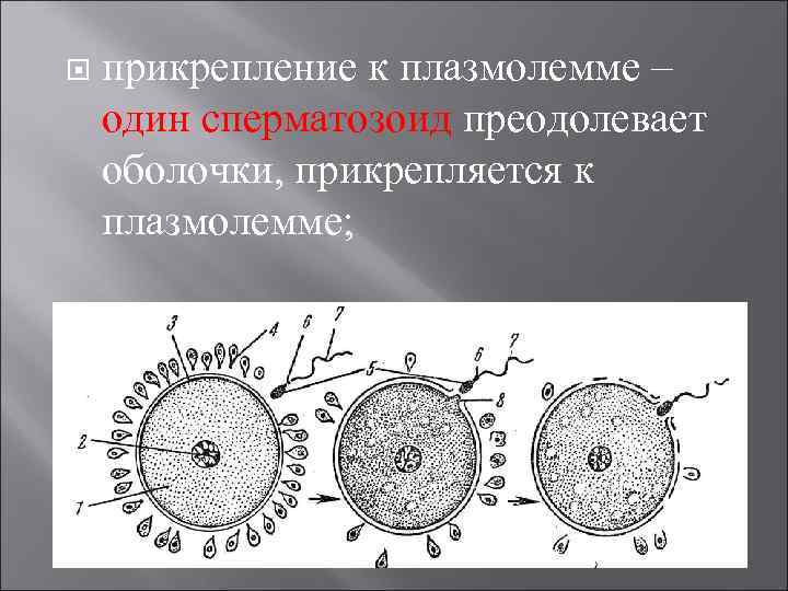   прикрепление к плазмолемме – один сперматозоид преодолевает оболочки, прикрепляется к плазмолемме; 