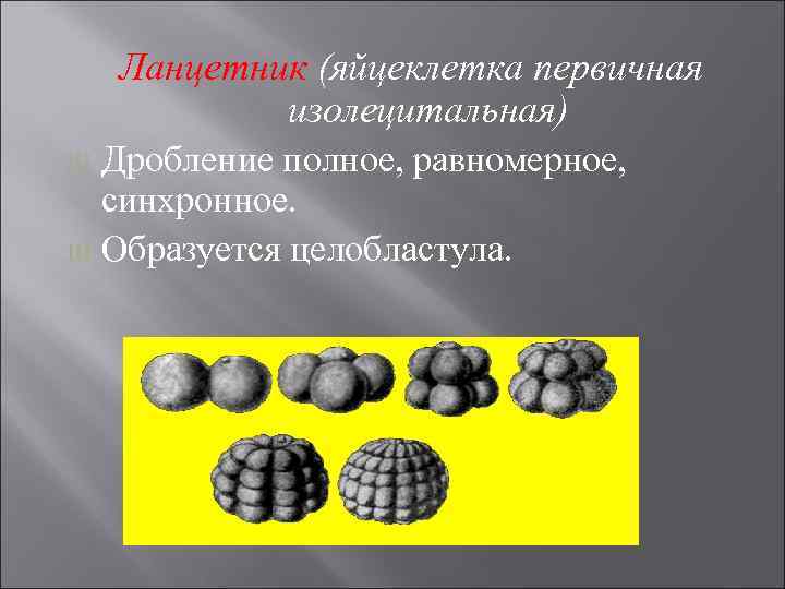   Ланцетник (яйцеклетка первичная   изолецитальная) Ш Дробление полное, равномерное,  синхронное.