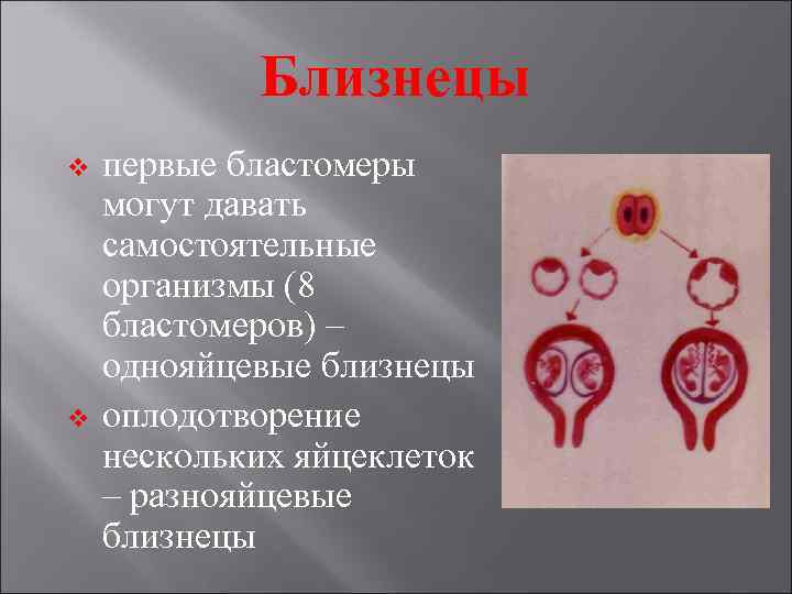   Близнецы v  первые бластомеры могут давать самостоятельные организмы (8 бластомеров) –