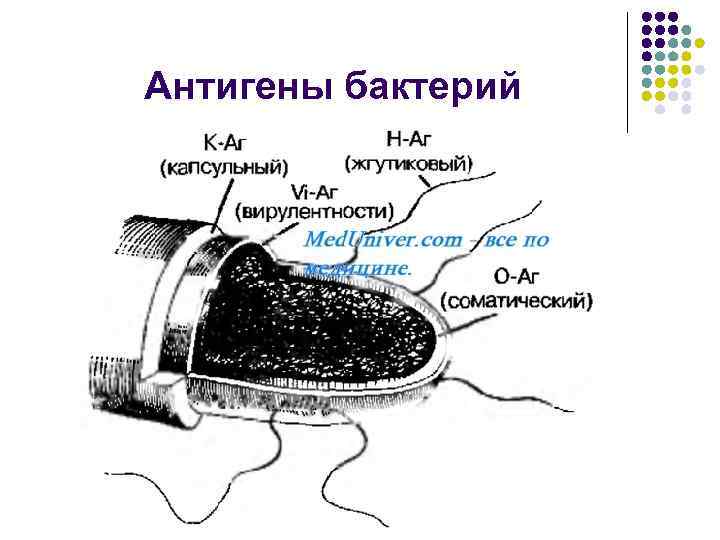 Антигены бактерий 