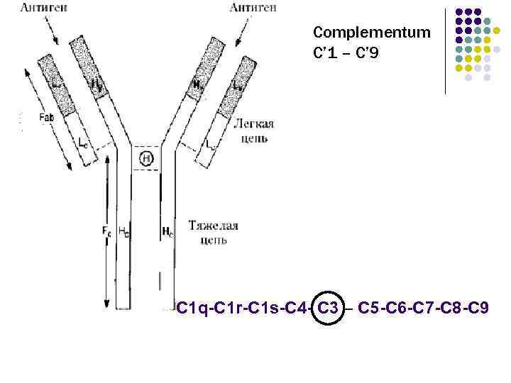     Complementum    C’ 1 – C’ 9 С