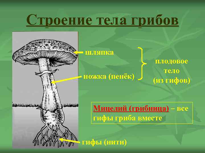 Строение тела грибов  шляпка     плодовое    