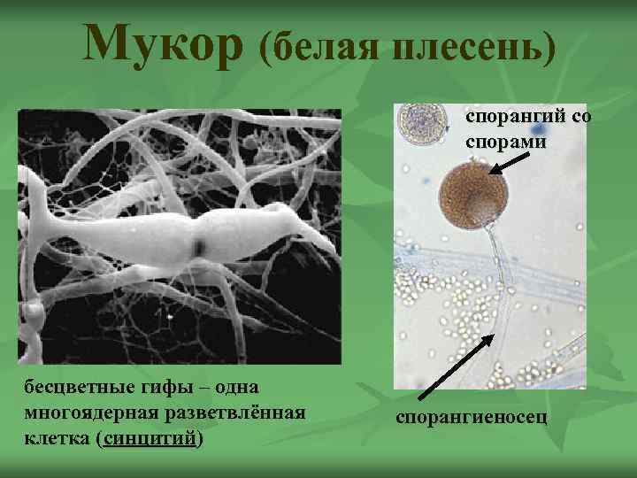  Мукор (белая плесень)      спорангий со   