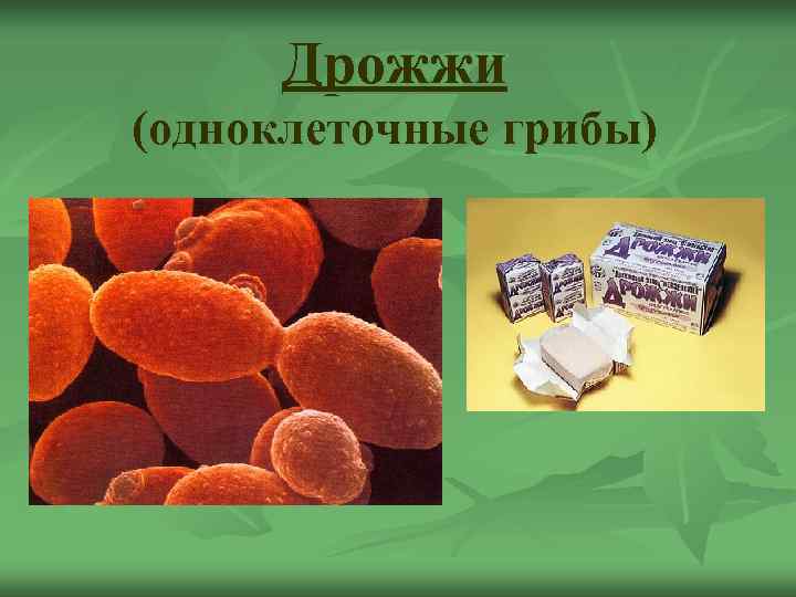  Дрожжи (одноклеточные грибы) 