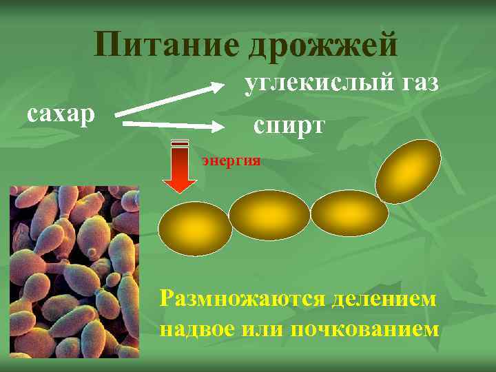   Питание дрожжей    углекислый газ сахар  спирт  энергия