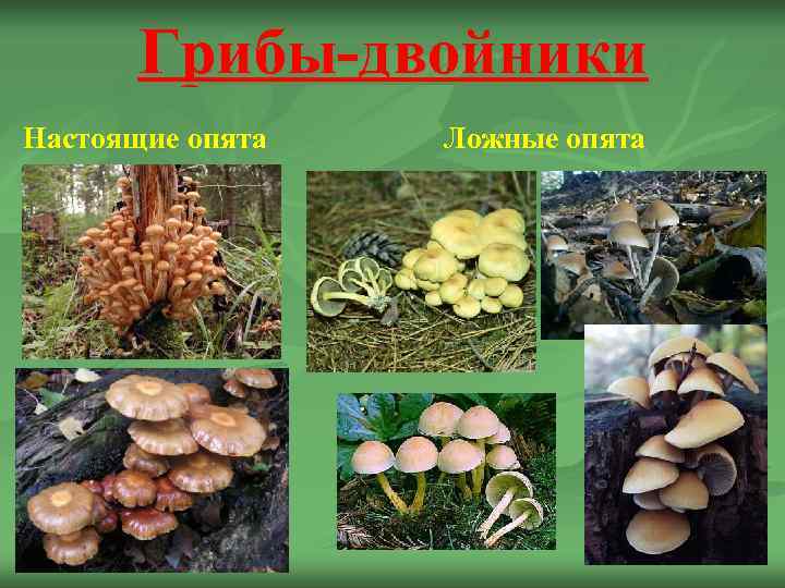   Грибы-двойники Настоящие опята  Ложные опята 
