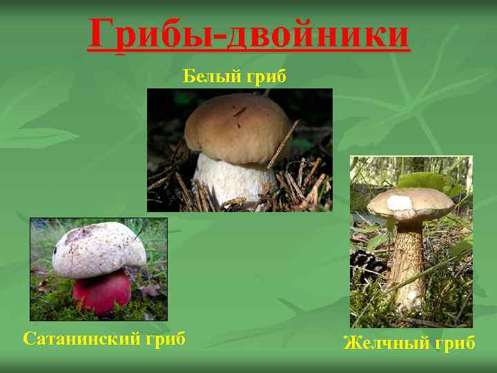  Грибы-двойники    Белый гриб Сатанинский гриб  Желчный гриб 