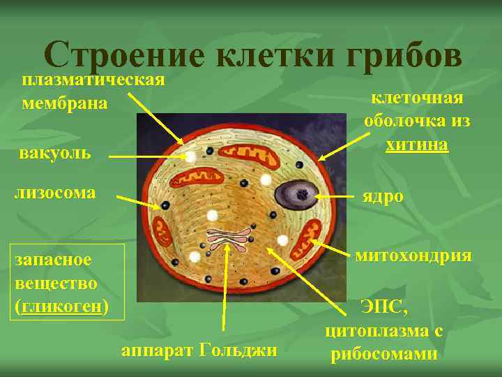  Строение клетки грибов плазматическая мембрана      клеточная  