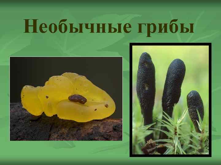 Необычные грибы 