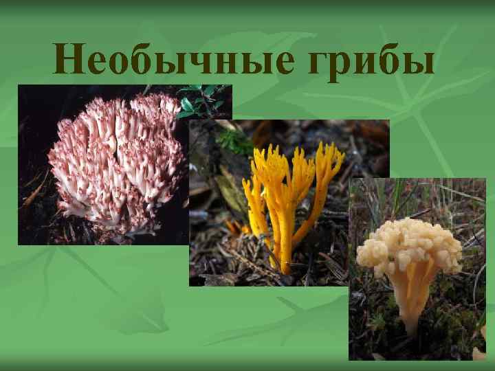 Необычные грибы 