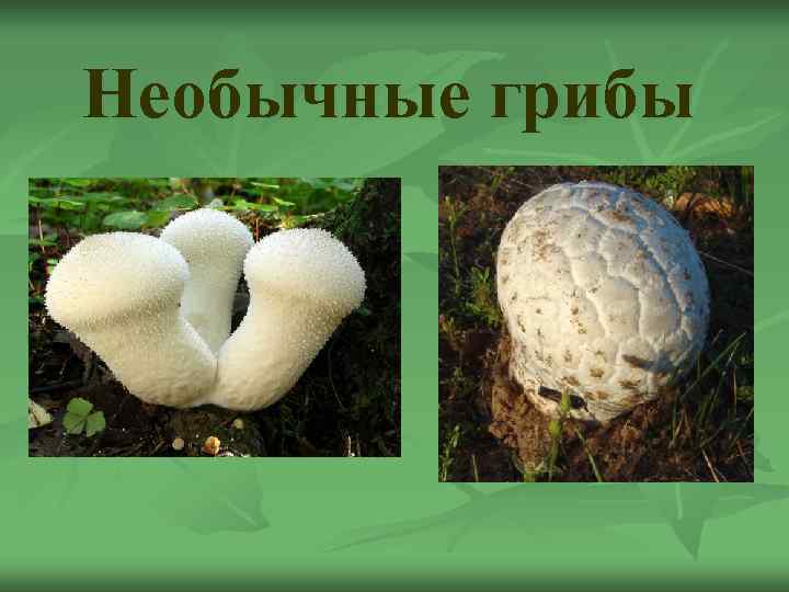 Необычные грибы 