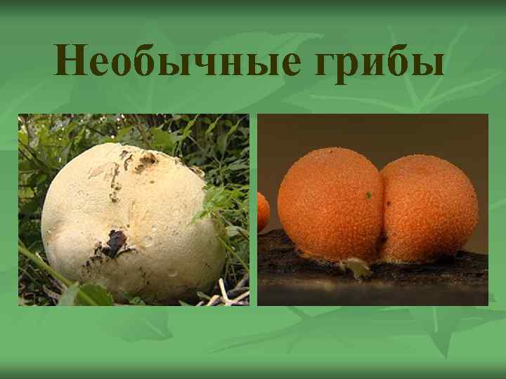 Необычные грибы 
