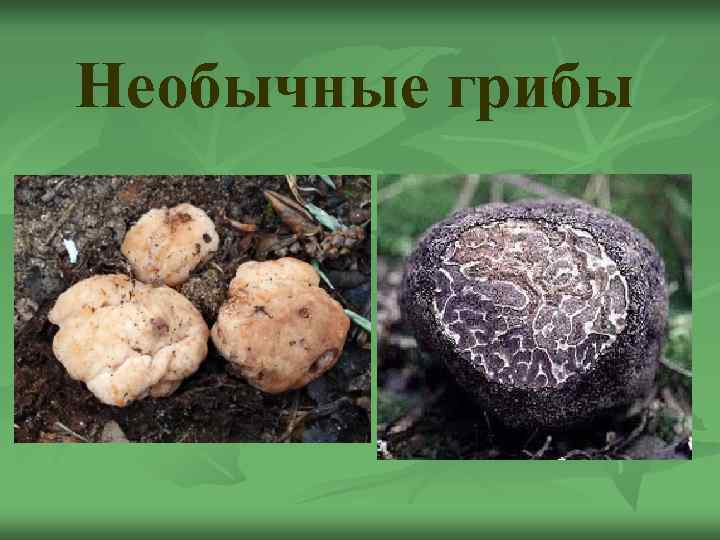 Необычные грибы 