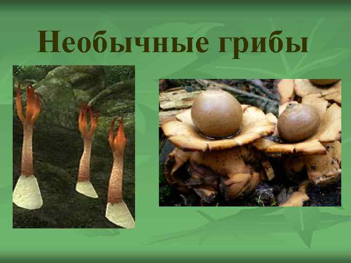 Необычные грибы 