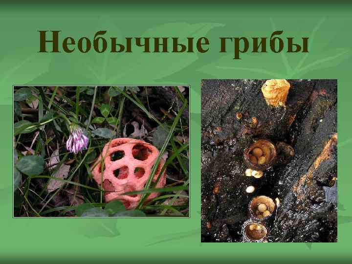 Необычные грибы 