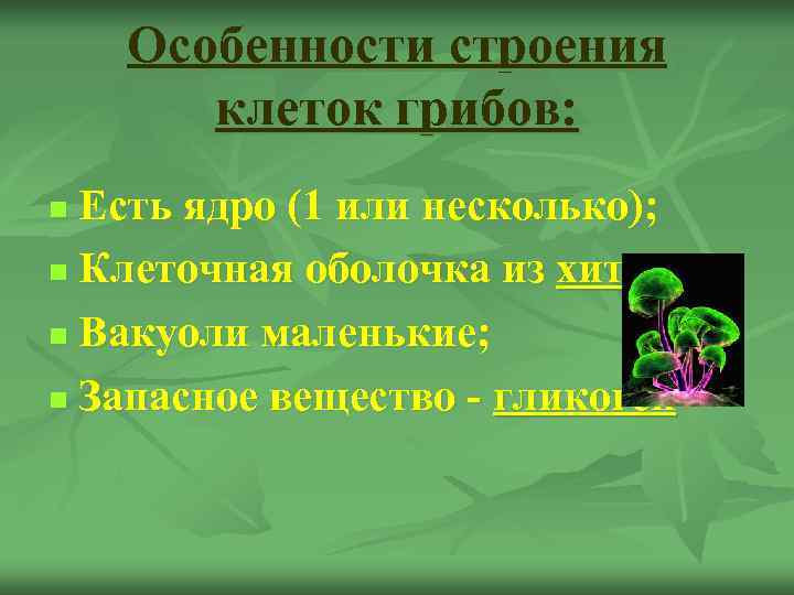   Особенности строения  клеток грибов: n Есть ядро (1 или несколько); n