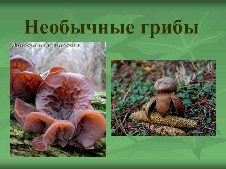 Необычные грибы 