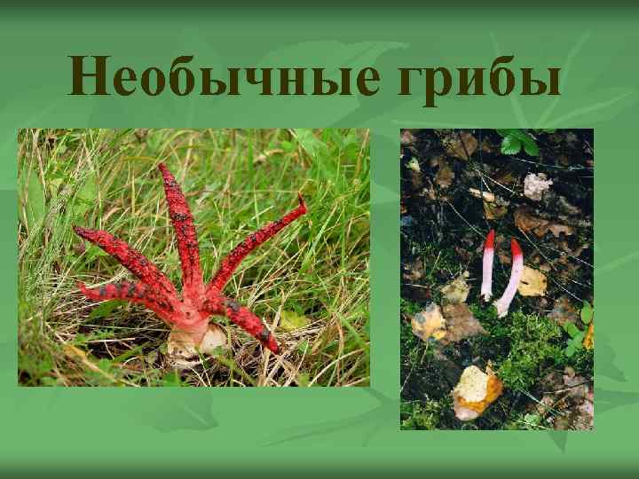 Необычные грибы 