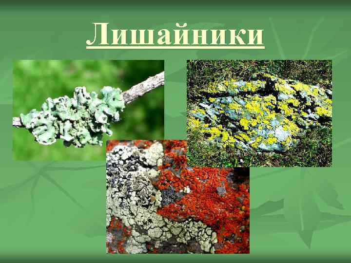 Лишайники 