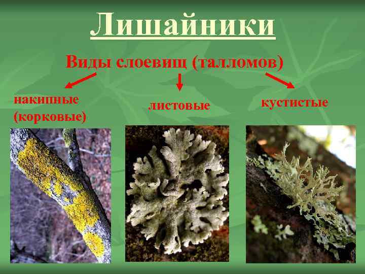    Лишайники  Виды слоевищ (талломов) накипные  листовые  кустистые (корковые)
