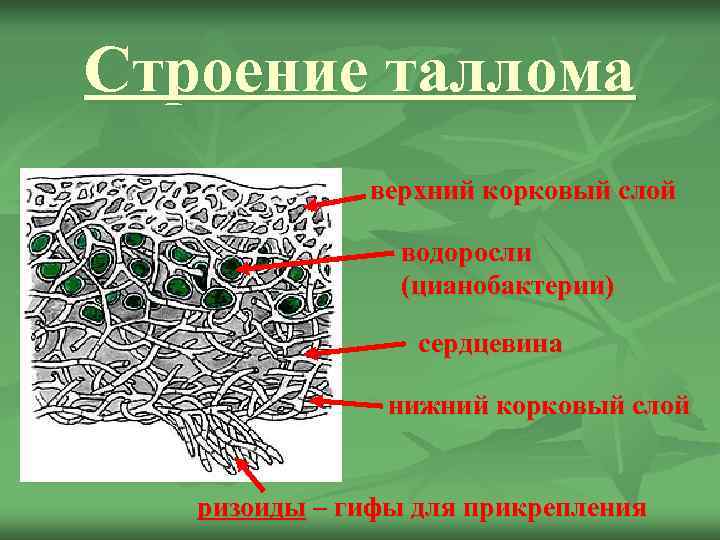Строение таллома    верхний корковый слой    водоросли  