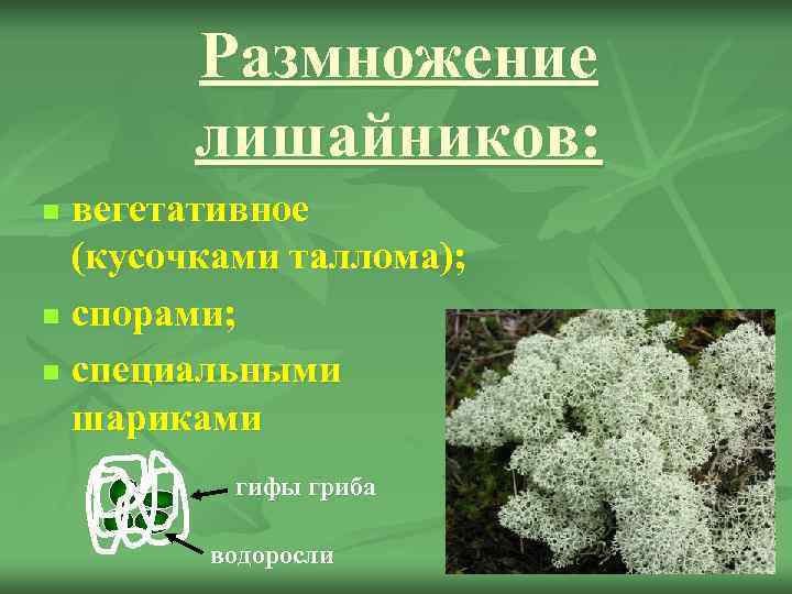   Размножение  лишайников: n вегетативное  (кусочками таллома); n спорами;  n